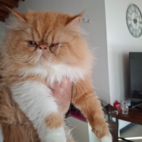 Ciao a tutti vorrei una fidanzatina