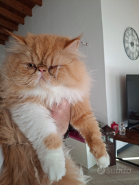 Ciao a tutti vorrei una fidanzatina