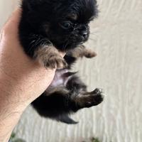 Chihuahua pelo lungo