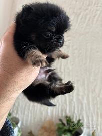 Chihuahua pelo lungo