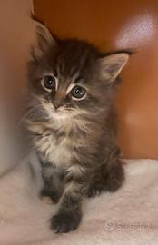 Splendida Maine coon