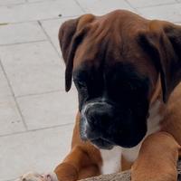 Boxer femmina