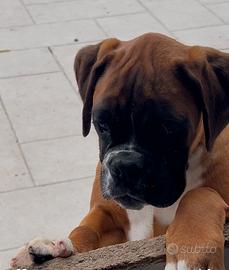 Boxer femmina