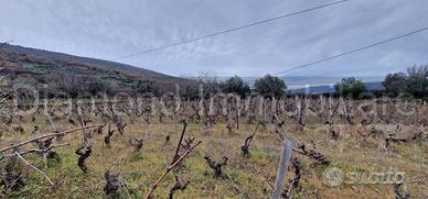 Vigneto in zona DOC a Castiglione di Sicilia