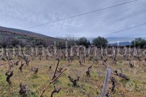 Vigneto in zona DOC a Castiglione di Sicilia