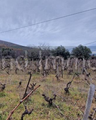 Vigneto in zona DOC a Castiglione di Sicilia