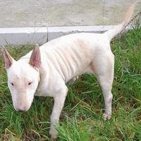Bull terrier