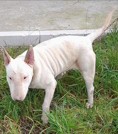 Bull terrier