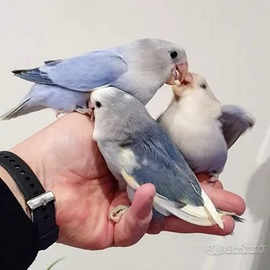 Inseparabili allevati a mano