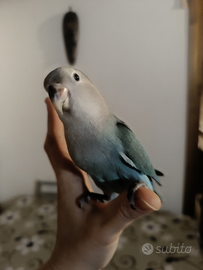 Inseparabili allevati a mano