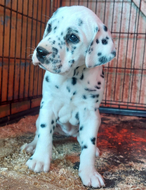 Cucciola di dalmata