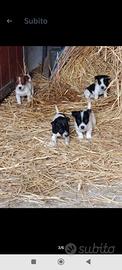 Cuccioli jack russel