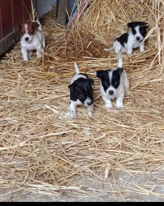 Cuccioli jack russel