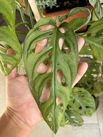 Talea di monstera adansonii