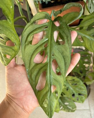 Talea di monstera adansonii
