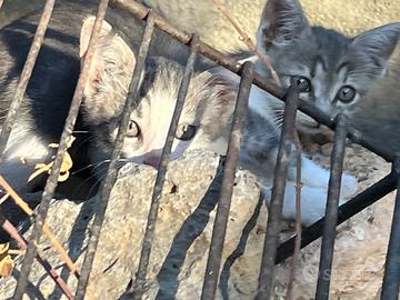 Gattini piccoli,razza cacciatora due mesi circa