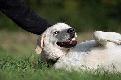 Woody. Mix pastore, adozione, Mugello