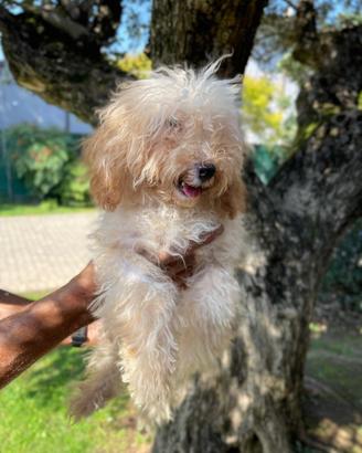 Cucciolo di barboncino