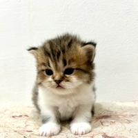 Gattini Persiani