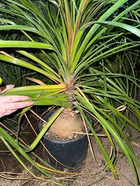 Pianta grassa Mangiafumo