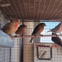 Ciuffolotti messicani