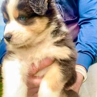 Pastore Australiano Australian Shepherd FEMMINA