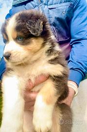 Pastore Australiano Australian Shepherd FEMMINA