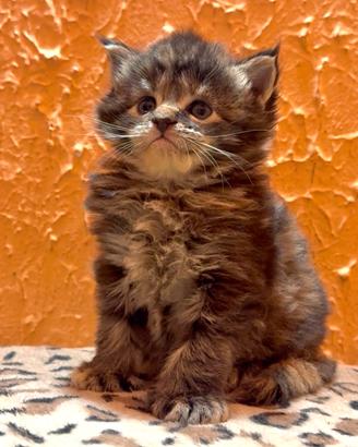 Cuccioli Maine Coon
