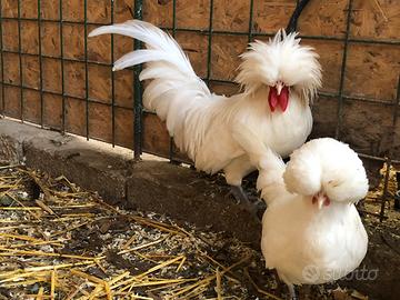 Galline ornamentali