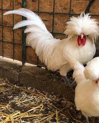 Galline ornamentali