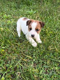 Jack Russell Terrier