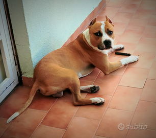 Amstaff per monta