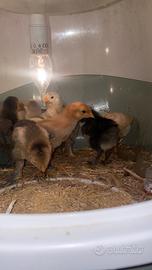 Incroci marans x brahma x ovaiola