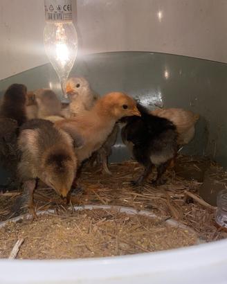 Incroci marans x brahma x ovaiola