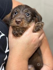 Bassotti a pelo duro color cioccolato