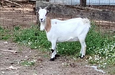 Capra tibetana