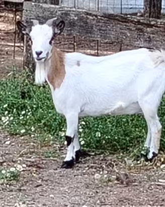 Capra tibetana