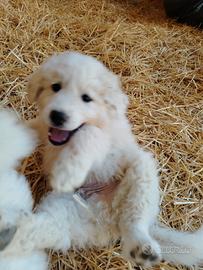 Cuccioli Maremmano-Pirenei
