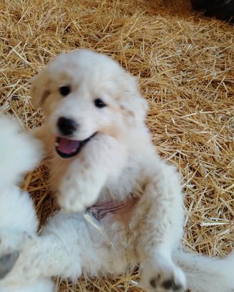 Cuccioli Maremmano-Pirenei
