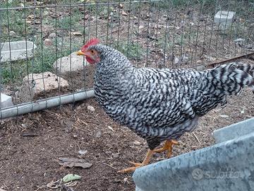 Coppia gallo gallina amrocs