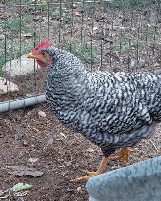 Coppia gallo gallina amrocs