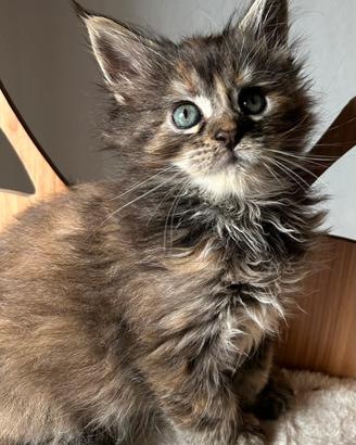 Maine Coon