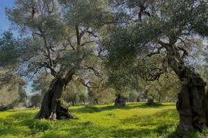 Terreno in zona Li Punti / San Giovanni