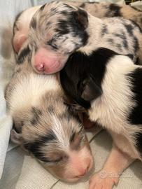 Cuccioli border collie