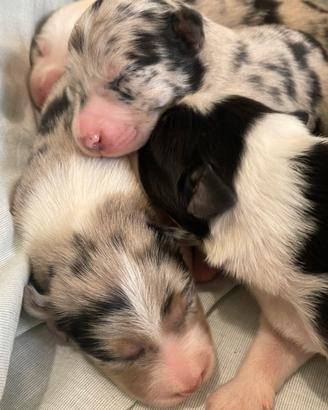 Cuccioli border collie