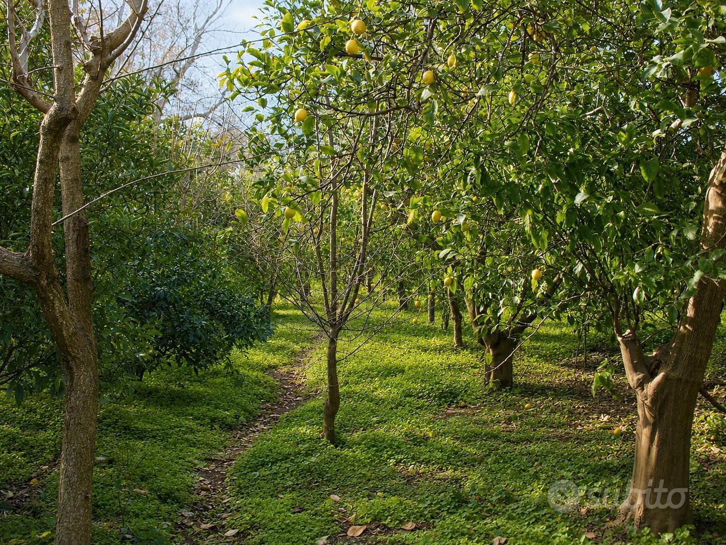 Asta - terreno panoramico (valverde) - Vista 4