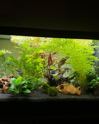 Accessori per acquario