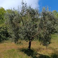 alberi di ulivo