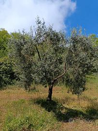 alberi di ulivo