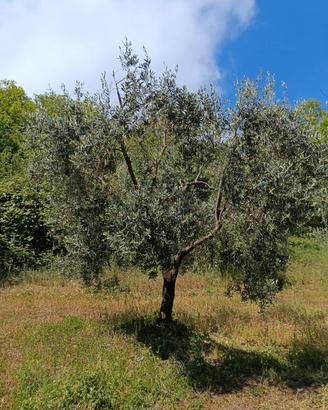 alberi di ulivo